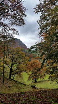 trees in the middle of a field with leaves on them and mountains in the background