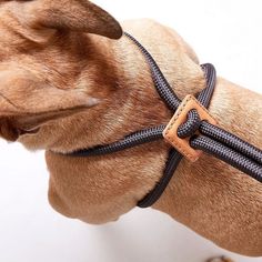 a brown dog wearing a black and tan leash on it's back legs with its mouth open