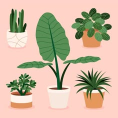 potted plants in different shapes and sizes