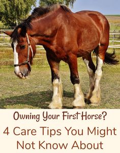 a brown horse standing on top of a grass covered field next to a fence with the words, owning your first horse? 4 care tips you might not know about