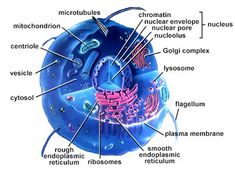 the structure of an animal's cell is shown in this diagram, with labels on it