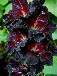 purple and red flowers with green leaves in the background