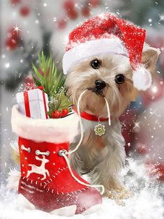 a small dog wearing a santa hat and holding a christmas stocking in its mouth