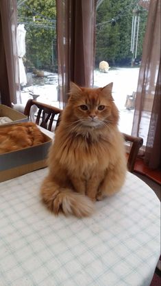 an orange cat sitting on top of a table next to a box filled with cats