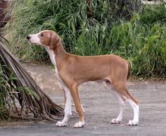 a brown and white dog standing on top of a dirt road next to green plants