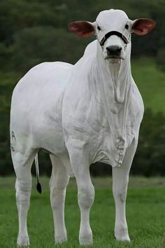 a large white cow standing on top of a lush green field