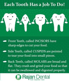 Each Tooth Has a Job To Do! Dentist Marketing, Dental Advertising, Dental Social Media, Dental Posters, Dental Videos, Dental Hygiene School