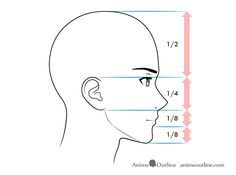 the face and neck area of an adult with measurements for each part of the head