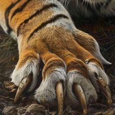 the claws and claws of a large tiger