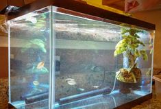 an aquarium filled with plants and fish in it's tank on top of a counter