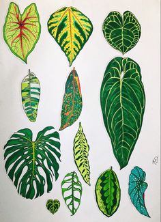 a group of different types of leaves on a white paper background with green and yellow colors