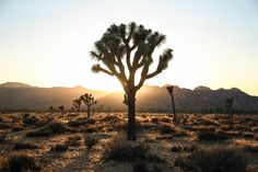 the sun is setting behind some joshua trees in the middle of the desert with mountains in the background