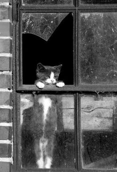 a cat that is sitting in a window