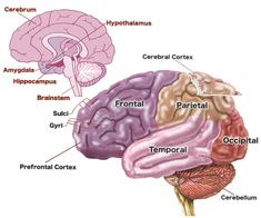 brain health in a child Brain Development Children, Brain Growth, Difficult Children, Cerebral Cortex, Brain Art, Elementary School Counseling, The Human Brain, Parenting Plan, 5 Senses