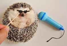 a hedgehog is holding a toothbrush in it's mouth