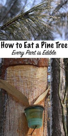 a pine tree with the words how to eat a pine tree every part is edible