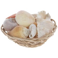 sea shells in a basket on a white background