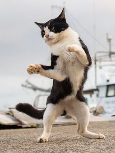 a black and white cat standing on its hind legs