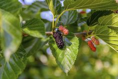 some berries are growing on the branch of a tree