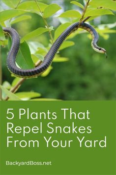 a snake on top of a tree branch with the words 5 plants that repel snakes from your yard