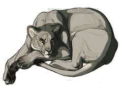 a drawing of a cougat laying down on the ground with it's eyes open