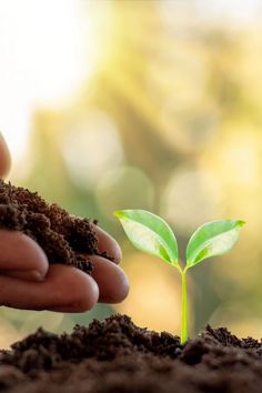 a hand holding soil with a small green plant sprouting out of the ground