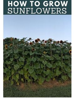 sunflowers growing in a field with the words how to grow sunflowers