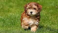 a small brown and white dog sitting in the grass