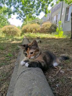 a cat laying on top of a wooden log in the grass next to a tree