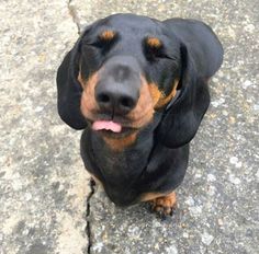 a black and brown dog sitting on top of a sidewalk