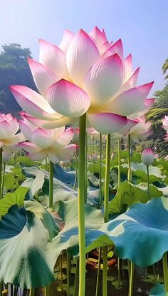 large pink and white flowers growing in a pond