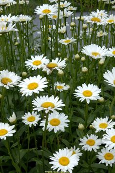 white and yellow daisies growing in a garden