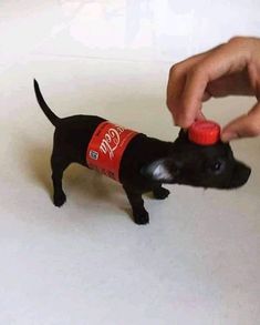 a small black dog with a red cap on it's head is being petted by a person