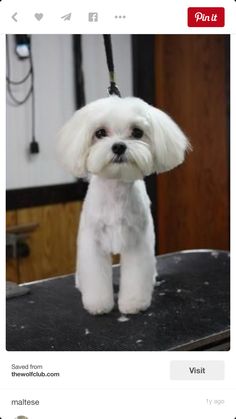 a white dog standing on top of a black table next to a hair dryer