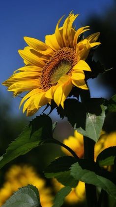 a large sunflower is blooming in the field