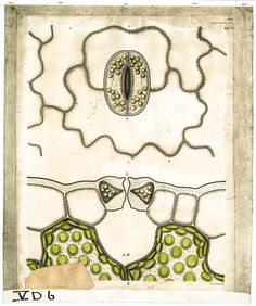 an old drawing of two women with green polka dots on their bras, and one woman's head in the middle