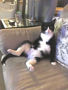 a black and white cat laying on top of a couch