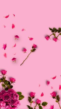 some pink roses and leaves on a pink background