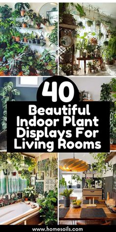 the top 10 beautiful indoor plant displays for living rooms