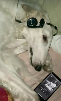 a white dog laying on top of a bed next to a book with glasses on it