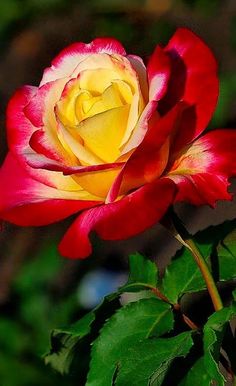 a red and yellow rose with green leaves