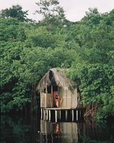 a hut in the middle of some water surrounded by trees and bushes with a dog standing at the door