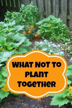 an orange sign that says what not to plant together in front of some green plants