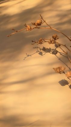 a plant that is growing out of the ground with no leaves on it, in front of a light colored background