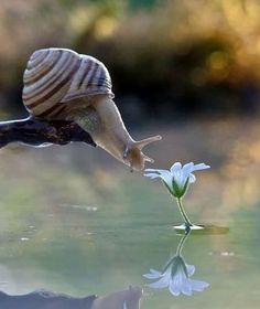 there is a snail that is about to land on top of a flower and the words play snailsmash are above it