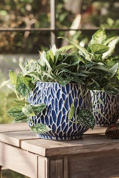 two blue and white planters sitting on top of a wooden table