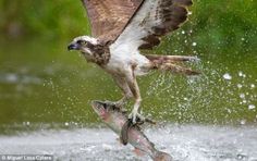 an ostrich landing on a fish with it's wings spread wide open