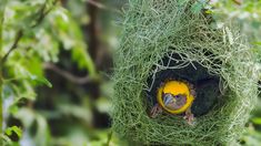 a bird is sitting in the middle of a nest with grass on it's side