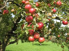 an apple tree filled with lots of ripe red apples on top of green grass and trees in the background