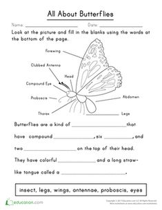 an insect worksheet with the words all about butterflies